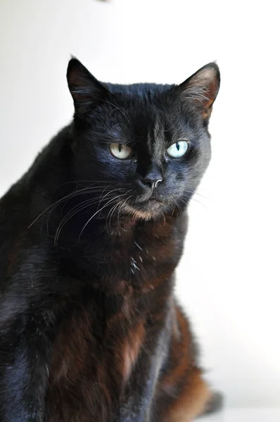 Chat Noir Sérieux Sur Fond Blanc — Photo