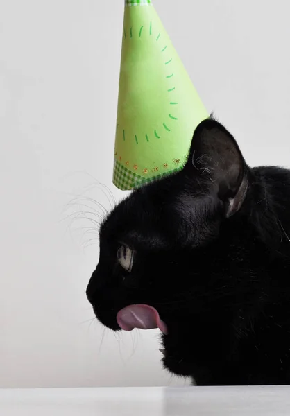 birthday black cat in green cap with a tongue on the white background