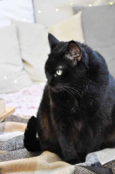 Mignon Chat Noir Dans Décoration Automne — Photo