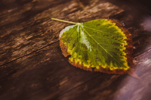 Один Лист Воде Близко Осень Деревянный Фон Солнечный Блик — стоковое фото