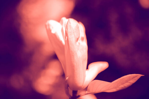 Duotone effect coral and ultraviolet for toning photos with magnolia flowers. concept