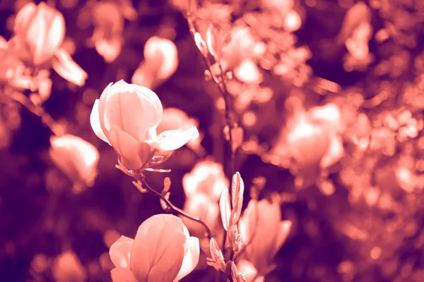 Duoton-Effekt Koralle und UV-Licht zur Tonung von Fotos mit Blumen. Konzept — Stockfoto