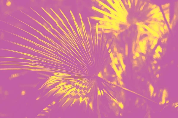 Duotone effect magenta and yellow for toning photos with flowers. concept — Stock Photo, Image