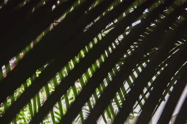 Крупный план листа свежей зеленой пальмы — стоковое фото