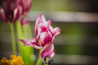 Güzel mor ve sarı laleler güneş karşı. Odak kavramı dışında