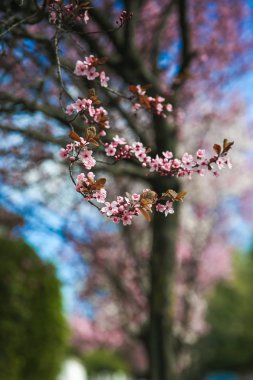 Bahar çiçeği pembe çiçek açan ağaç sınırında. Güzel doğa sahne çiçekli ağaç ve güneş parlaması. Güneşli bir gün. Güzel meyve bahçesi