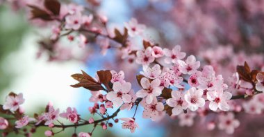 Bahar çiçeği pembe çiçek açan ağaç sınırında. Güzel doğa sahne çiçekli ağaç ve güneş parlaması. Güneşli bir gün. Güzel meyve bahçesi