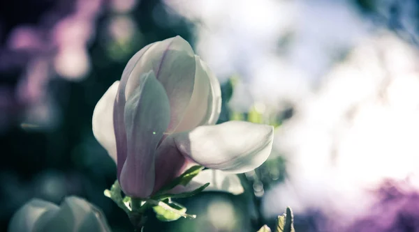 Schöne Magnolienblüten aus nächster Nähe. blühender Magnolienbaum im Frühling. Selektiver Fokus — Stockfoto