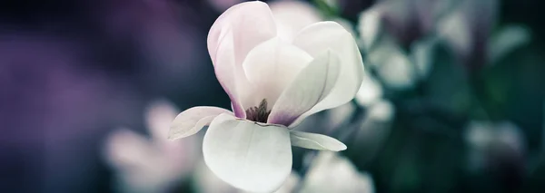 Schöne Magnolienblüten aus nächster Nähe. blühender Magnolienbaum im Frühling. Selektiver Fokus — Stockfoto