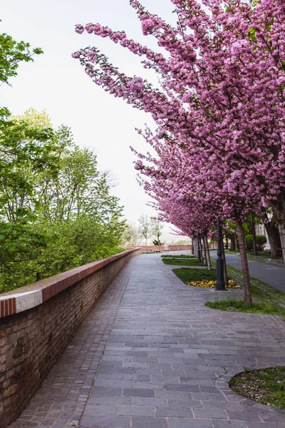 Alley of blossoming ameixas árvores em Buda Castelo em Budapeste, Hungria — Fotografia de Stock