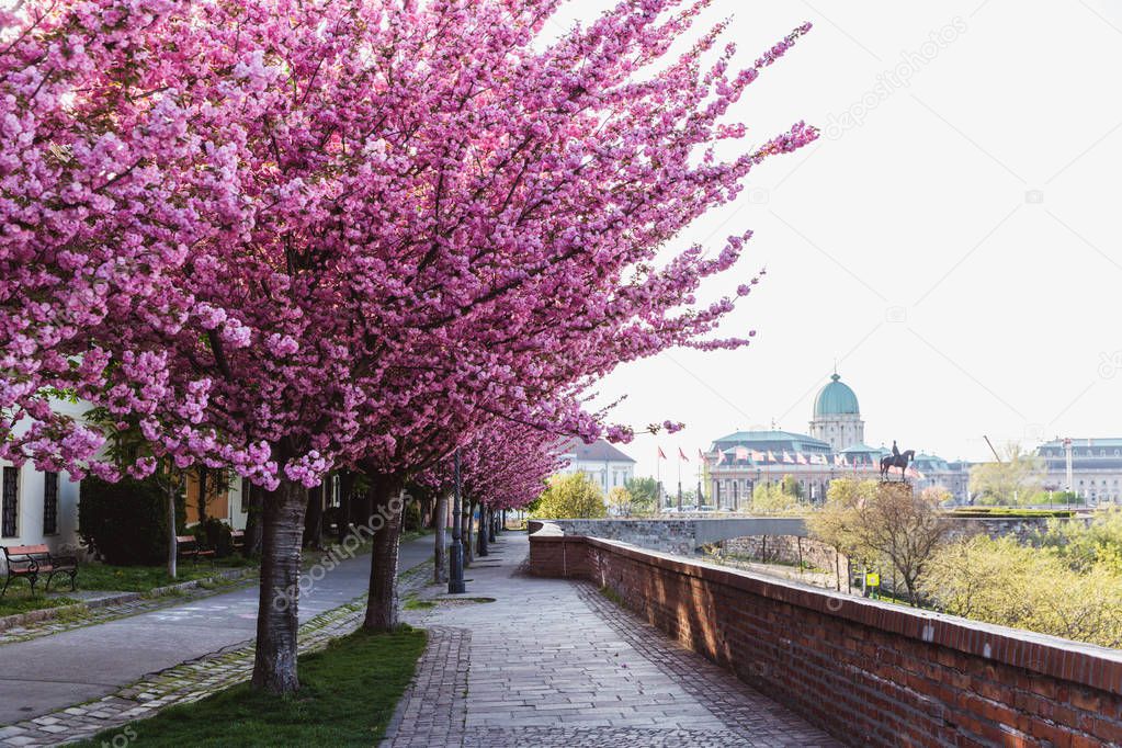 Alley of blossoming plum trees in Buda Castle in Budapest, Hungary