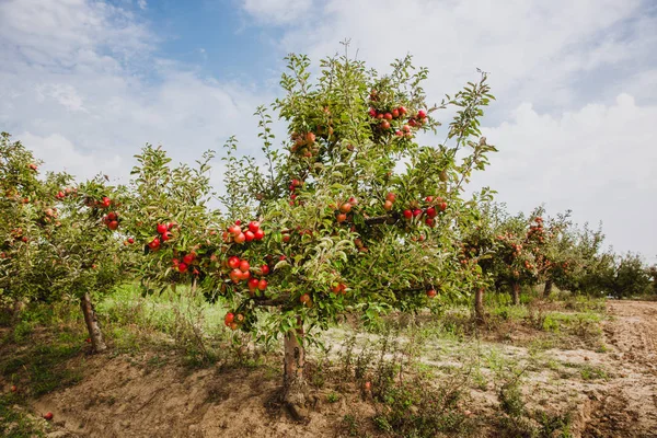 Organic apples hanging from a tree branch in an apple orchard, Autumn. Hungary