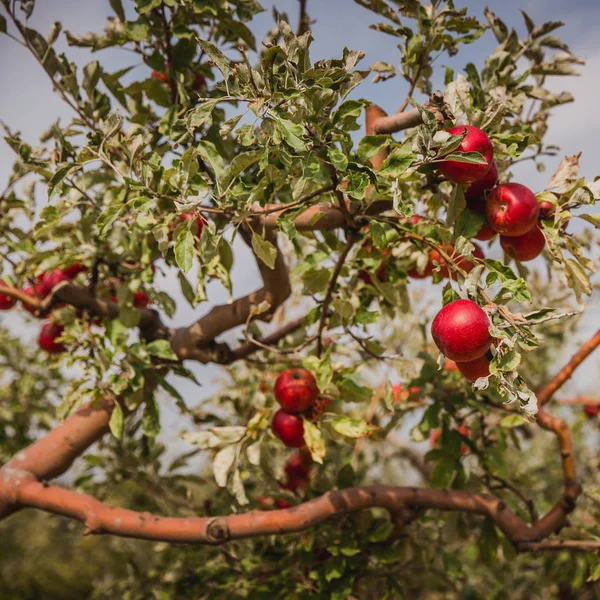 Organic Red Apples Apple Tree Branch Autumn Hungary — Stock Photo, Image