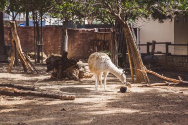 Beyaz ve kahverengi Lama küçük Hayvanat Bahçesi