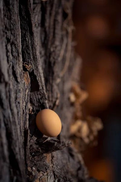 एका लाकडावर तपकिरी कोंबडी अंडी. संकल्पना — स्टॉक फोटो, इमेज
