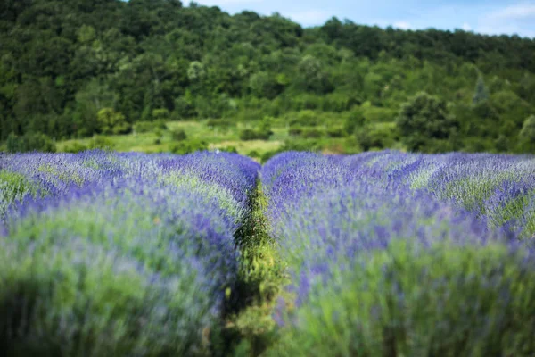 Lavendel fält i sommaren nära Tihany, Hungary — Stockfoto