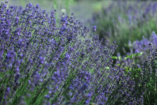 Lavender field in Summer near Tihany, Hungary — Stock Photo, Image