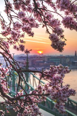 Budapeşte, Macaristan kiraz çiçeği ile gün doğumunda Güzel Özgürlük Köprüsü. Budapeşte'ye bahar geldi.