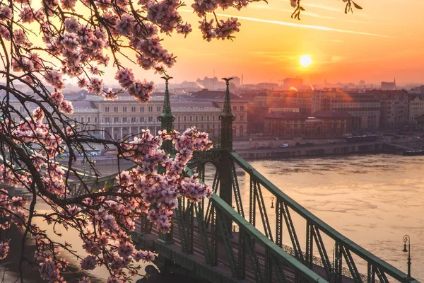 Budapeşte, Macaristan kiraz çiçeği ile gün doğumunda Güzel Özgürlük Köprüsü. Budapeşte'ye bahar geldi.