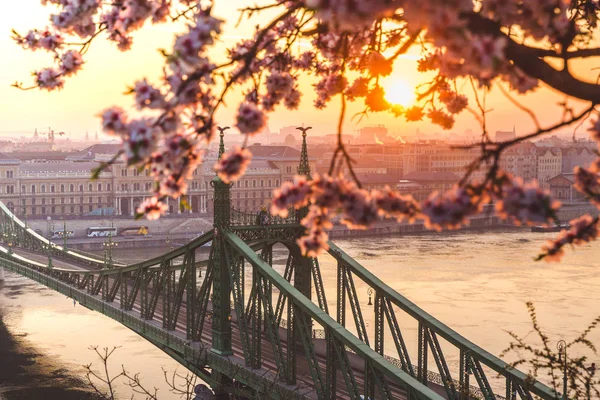 Budapeşte, Macaristan kiraz çiçeği ile gün doğumunda Güzel Özgürlük Köprüsü. Budapeşte'ye bahar geldi.