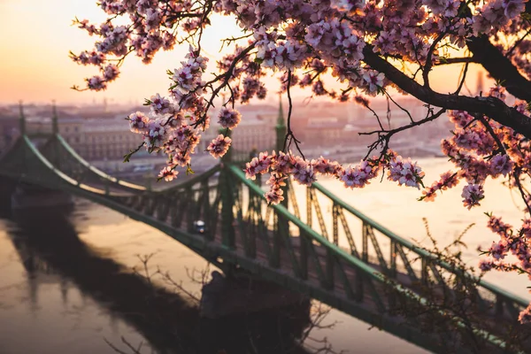 Belle Liberty Bridge au lever du soleil avec des fleurs de cerisier à Budapest, Hongrie. Le printemps est arrivé à Budapest . — Photo