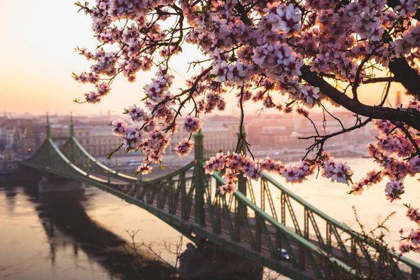 Belle Liberty Bridge au lever du soleil avec des fleurs de cerisier à Budapest, Hongrie. Le printemps est arrivé à Budapest . — Photo