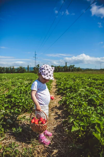 Niña recogiendo fresas en un campo en Hungría — Foto de Stock