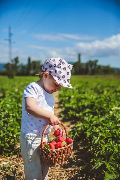 Niña recogiendo fresas en un campo en Hungría — Foto de Stock