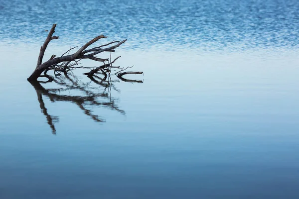 Dry trees submerged in the lake. The branches without leaves are reflected in the calm of the water on the blue salt lake of Cyprus in the city of Larnaca