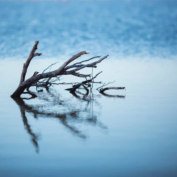 Dry trees submerged in the lake. The branches without leaves are reflected in the calm of the water on the blue salt lake of Cyprus in the city of Larnaca