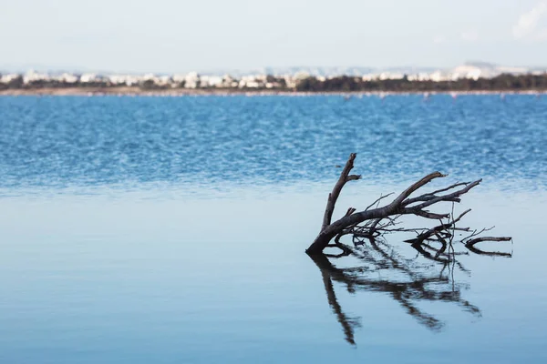 Dry trees submerged in the lake. The branches without leaves are reflected in the calm of the water on the blue salt lake of Cyprus in the city of Larnaca