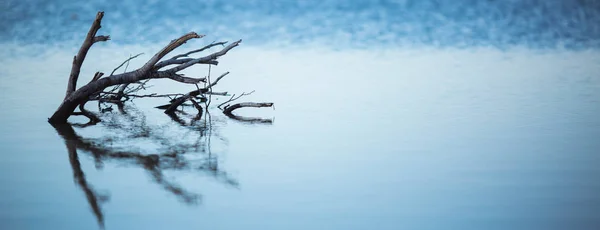 Dry trees submerged in the lake. The branches without leaves are reflected in the calm of the water on the blue salt lake of Cyprus in the city of Larnaca