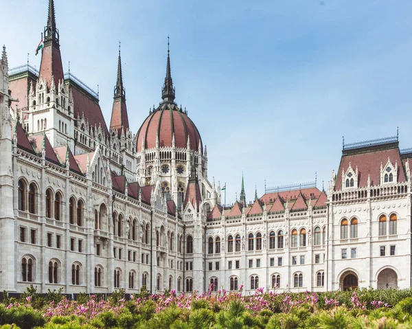 Spring flower with View of the Parliament Hungary ,Budapest — Stock Photo, Image