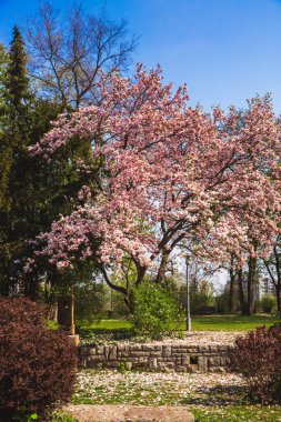 Margaret Adası'nda güzel pembe çiçek manolya ağacı - Budapeşte, Macaristan.