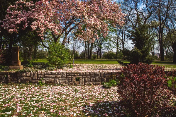 Hermoso árbol de magnolia rosa en la Isla Margarita - Budapest, Hungría . — Foto de Stock