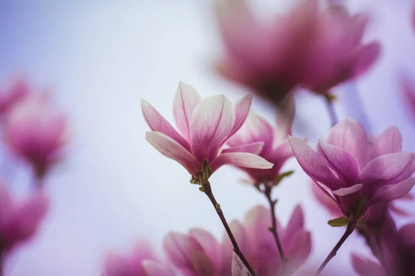 Blühender Magnolienbaum mit großen rosa Blüten — Stockfoto