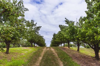 Yazın başında meyve bahçesindeki kiraz ağaçlarında organik kırmızı ve tatlı olgunlaşmış kirazlar.