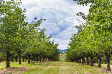 Yazın başında meyve bahçesindeki kiraz ağaçlarında organik kırmızı ve tatlı olgunlaşmış kirazlar.