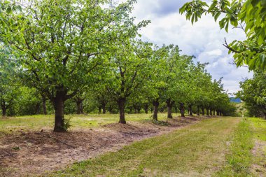 Yazın başında meyve bahçesindeki kiraz ağaçlarında organik kırmızı ve tatlı olgunlaşmış kirazlar.