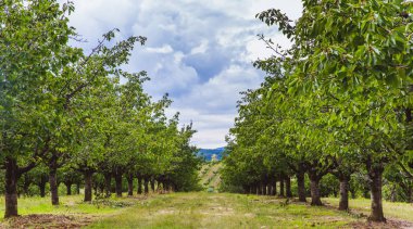 Yazın başında meyve bahçesindeki kiraz ağaçlarında organik kırmızı ve tatlı olgunlaşmış kirazlar.