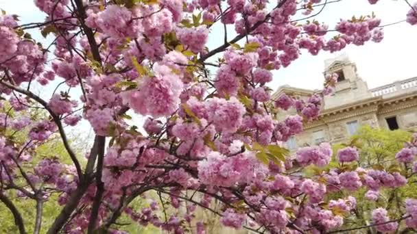 Рожева сакура, квітка вишневого цвіту, гімалайський сакура цвіте на задньому плані вітру. — стокове відео