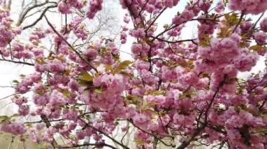 Pembe sakura çiçeği, kiraz çiçeği, Himalaya kiraz çiçeği rüzgarın yakın planında sallanıyor.