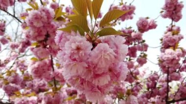 Pembe sakura çiçeği, kiraz çiçeği, Himalaya kiraz çiçeği rüzgarın yakın planında sallanıyor.
