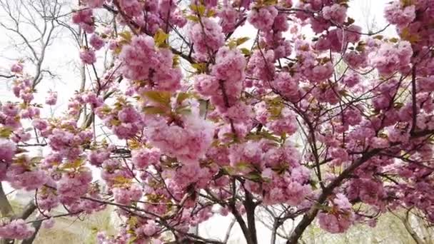 Roze sakura bloem, Kersenbloesem, Himalaya kers bloesem zwaaien in wind closeup achtergrond — Stockvideo
