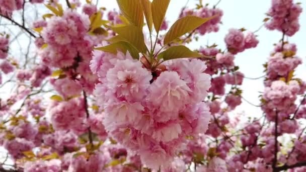 Roze sakura bloem, Kersenbloesem, Himalaya kers bloesem zwaaien in wind closeup achtergrond — Stockvideo