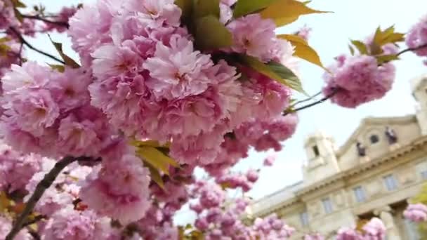 Рожева сакура, квітка вишневого цвіту, гімалайський сакура цвіте на задньому плані вітру. — стокове відео