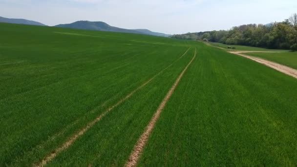 Flygfoto undersökning av fältet med gröna skott. Vintervete från flygfotografering. Jordbruk. Spannmålsgrödor. Gränslösa gröna fält. — Stockvideo