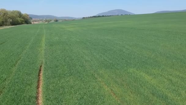 Légi felderítés a területen zöld hajtásokkal. Téli búza mező légi felvételekből. Mezőgazdaság. Gabonatermés. Határtalan zöld mezők. — Stock videók