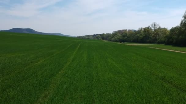 Estudio aéreo del campo con brotes verdes. Campo de trigo de invierno de fotografía aérea. Agricultura. Cultivos de granos. Campos verdes ilimitados . — Vídeos de Stock