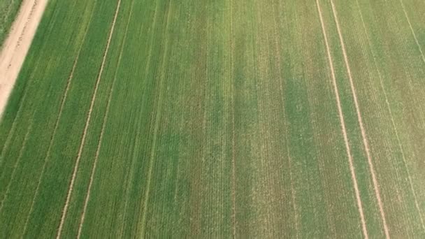 Sondaj aerian al câmpului cu lăstari verzi. Câmpul de grâu de iarnă din fotografia aeriană. Agricultură. Culturile de cereale. Câmpuri verzi fără limite . — Videoclip de stoc